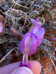 Astragalus zionis