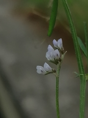 Vicia hirsuta