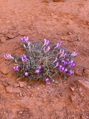 Astragalus zionis