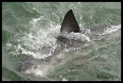 Carcharodon carcharias