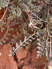 Astragalus zionis