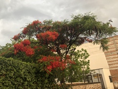 Delonix regia