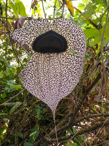 Pelicanflower (Aristolochia grandiflora)