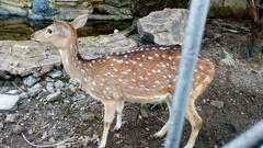 Cervini