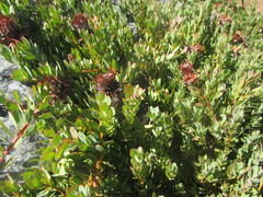 Protea venusta