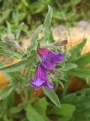 Echium plantagineum
