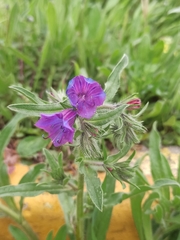 Echium plantagineum