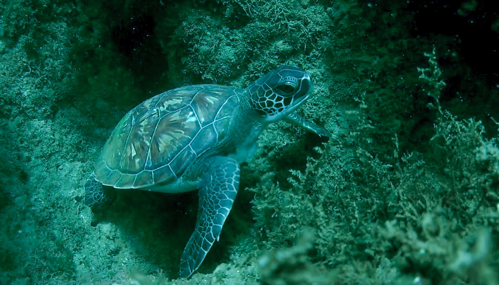 Green sea turtle