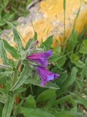 Echium plantagineum