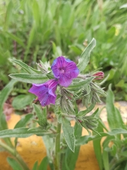 Echium plantagineum