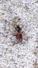 Eremocoris fenestratus