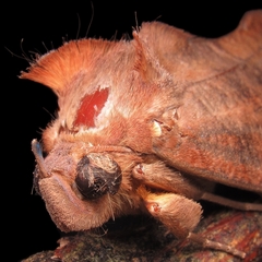 Eudocima procus