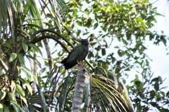 Helicolestes hamatus