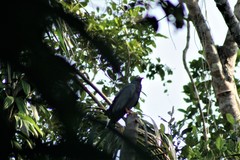 Helicolestes hamatus