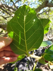 Ficus glumosa