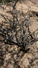 Cylindropuntia thurberi