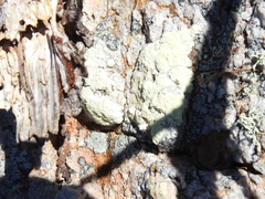 Protoparmeliopsis pinguis