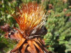 Protea venusta