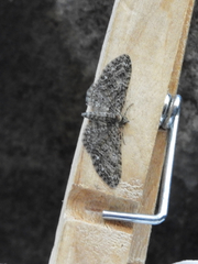 Eupithecia dodoneata