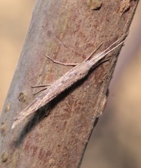 Ypsolopha mucronella
