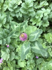 Trifolium pratense