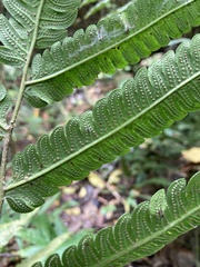 Goniopteris tetragona