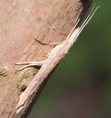 Ypsolopha mucronella