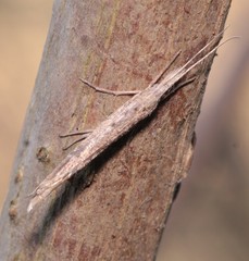 Ypsolopha mucronella