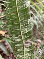 Goniopteris tetragona