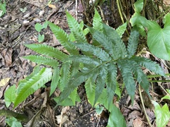 Goniopteris tetragona