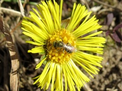 Lasioglossum nitidulum