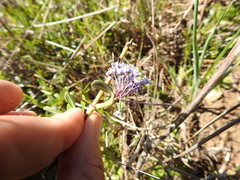 Ceanothus gloriosus