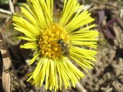 Lasioglossum nitidulum
