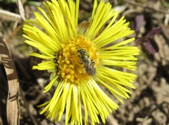 Lasioglossum nitidulum