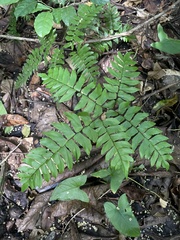 Adiantum latifolium