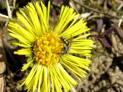 Lasioglossum nitidulum