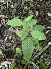 Cananga odorata