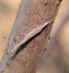 Ypsolopha mucronella