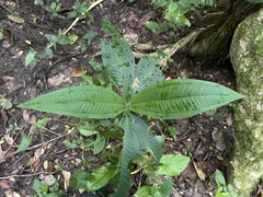 Miconia impetiolaris