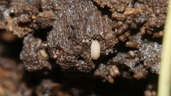 Haplophthalmus danicus