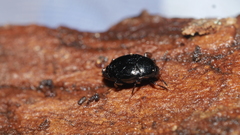 Eustrophinae