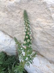 Reseda alba