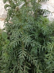 Reseda alba