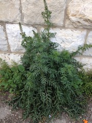 Reseda alba