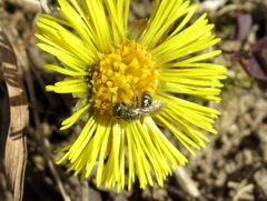 Lasioglossum nitidulum