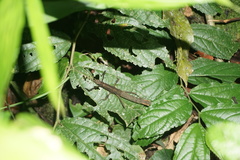Creoxylus