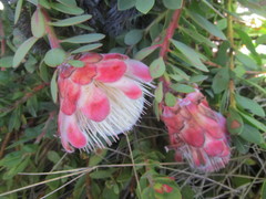 Protea venusta