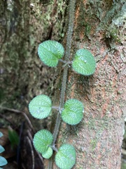 Pilea nummulariifolia