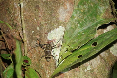 Macropophora trochlearis