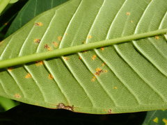 Coleosporium plumeriae